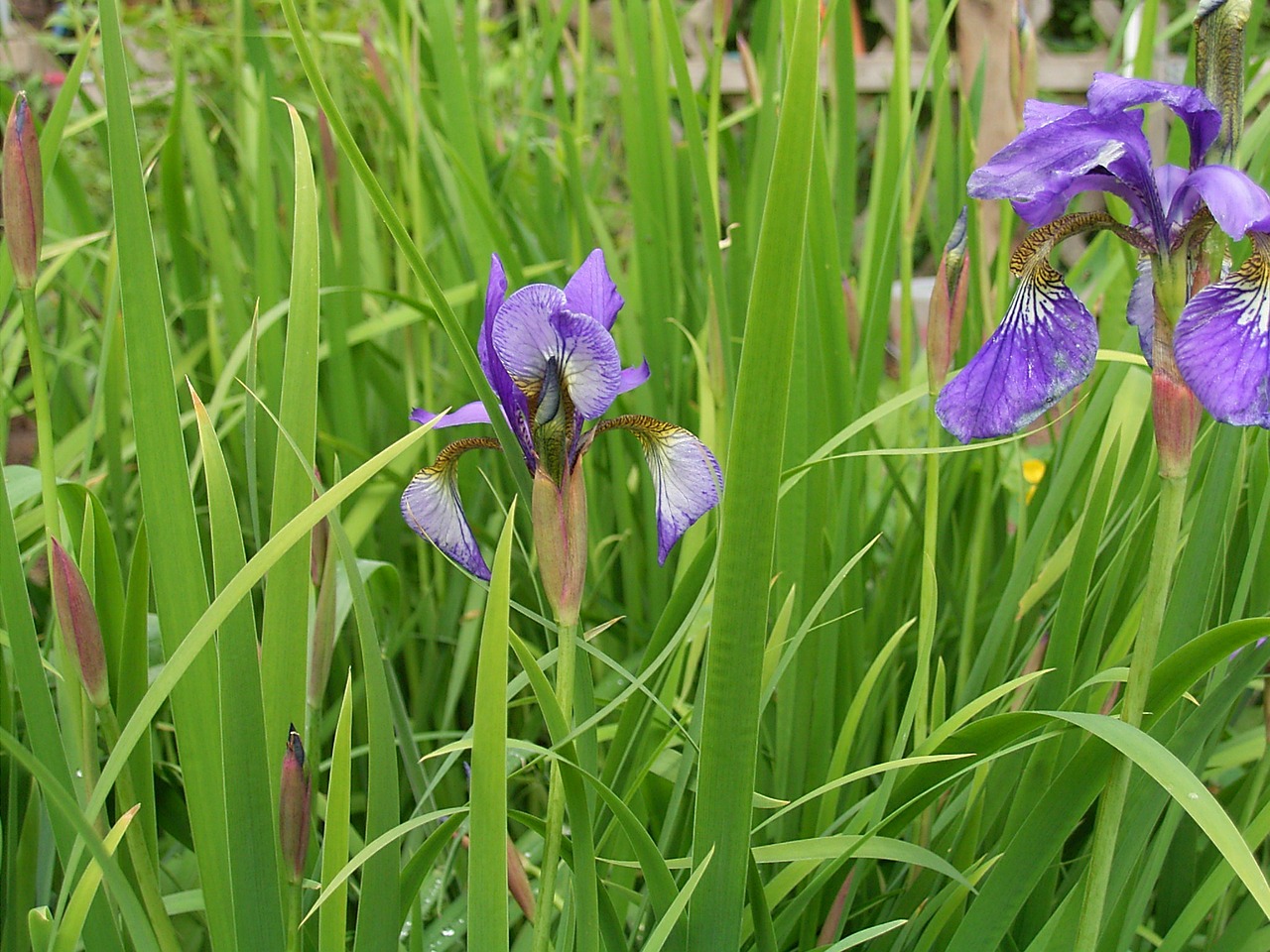 lily flower plant free photo