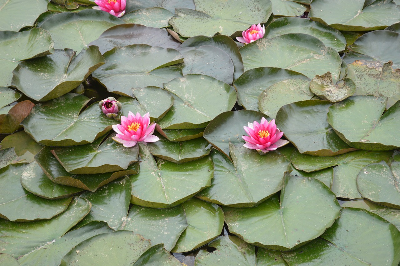 lily flowers green free photo