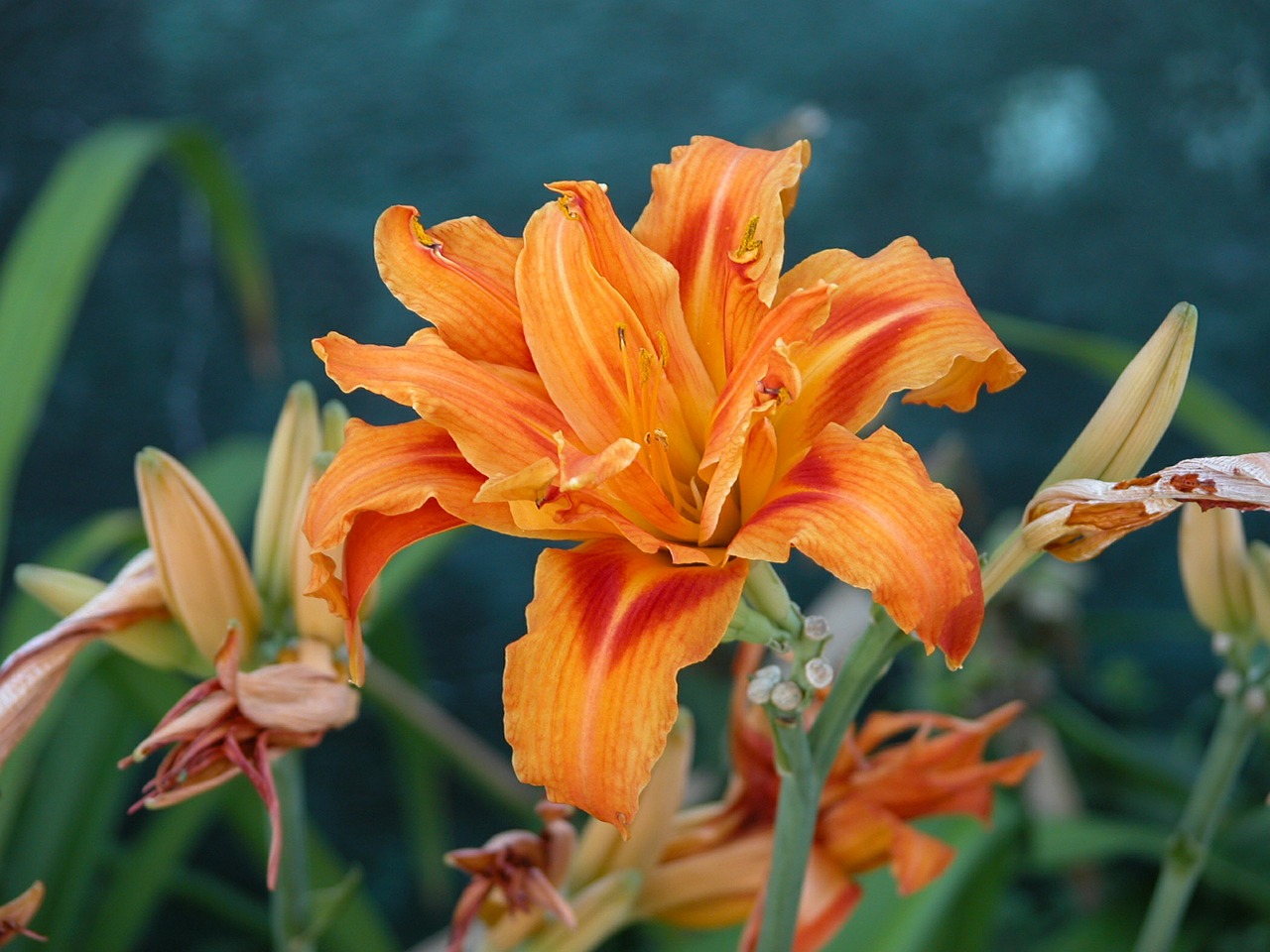 lily orange flower free photo