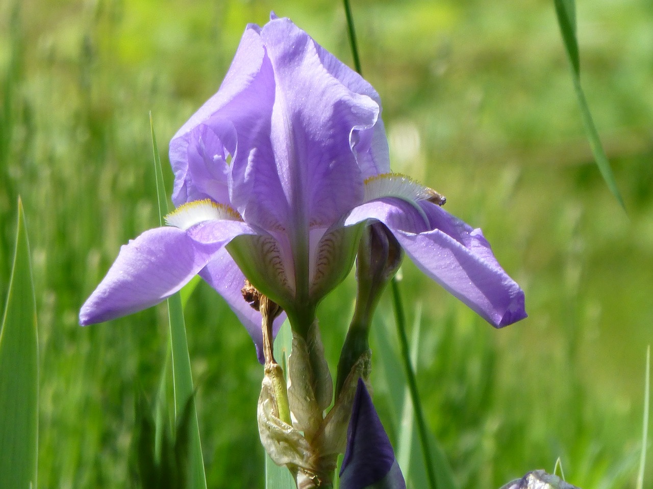 lily iris flower free photo