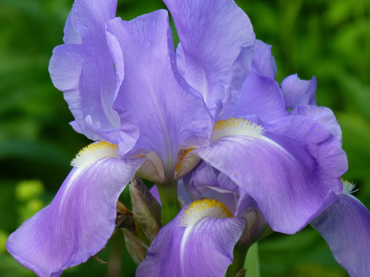 lily iris flower free photo