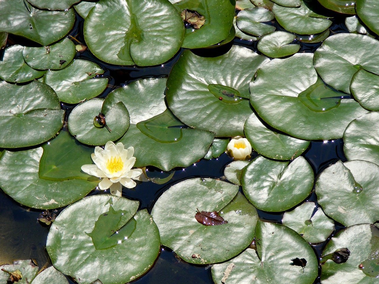 lily leaf lake free photo