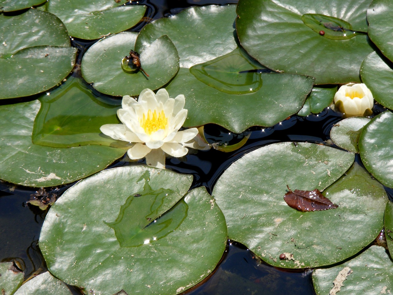 lily leaf lake free photo