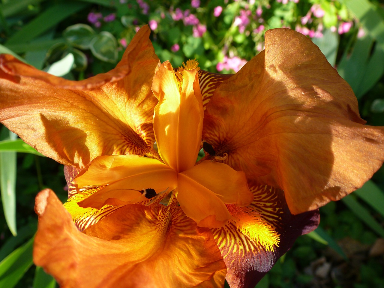 lily flower orange free photo