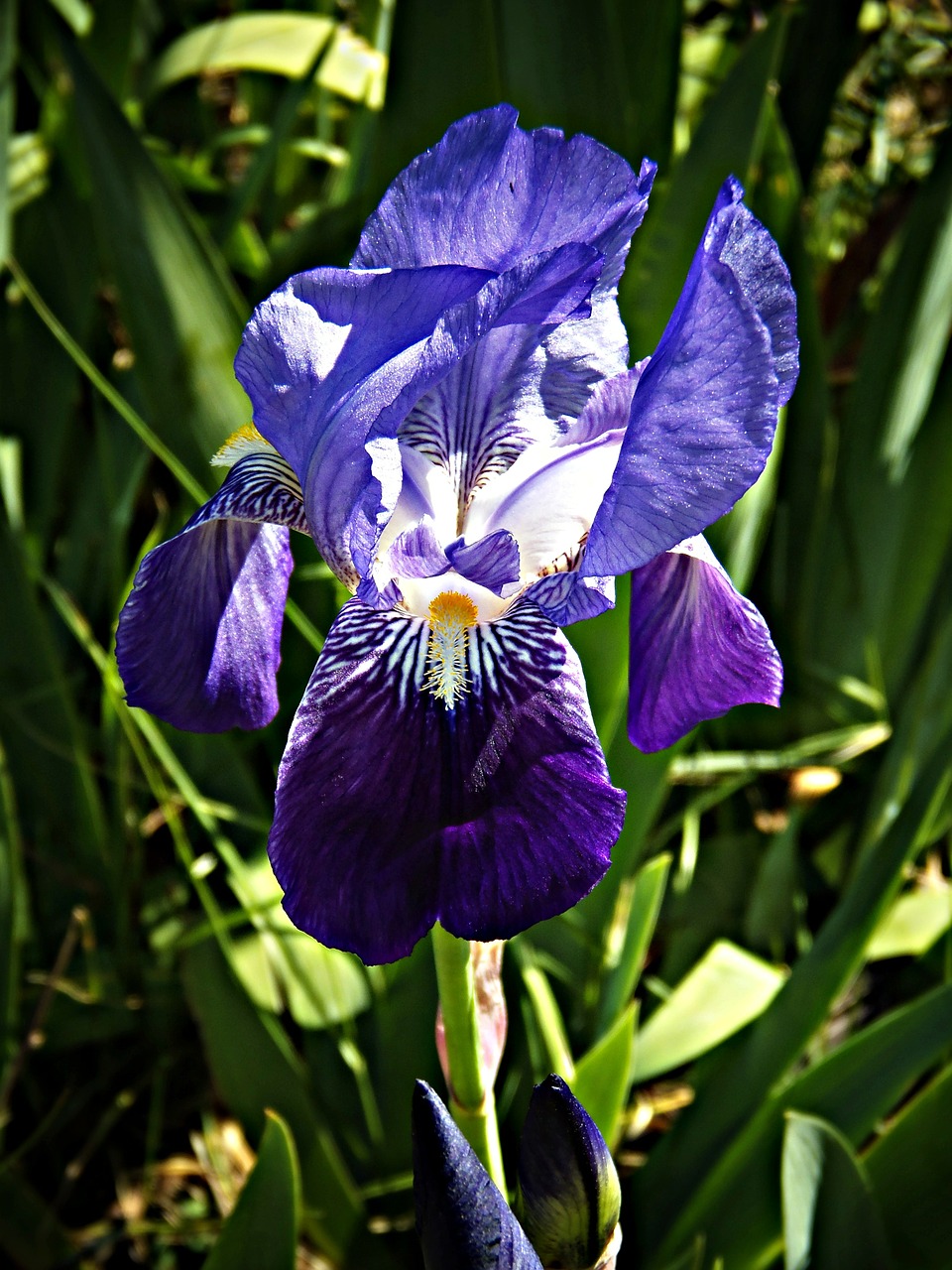 lily violet field free photo