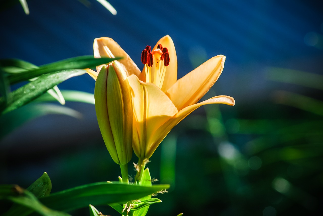lily flower inflorescence free photo