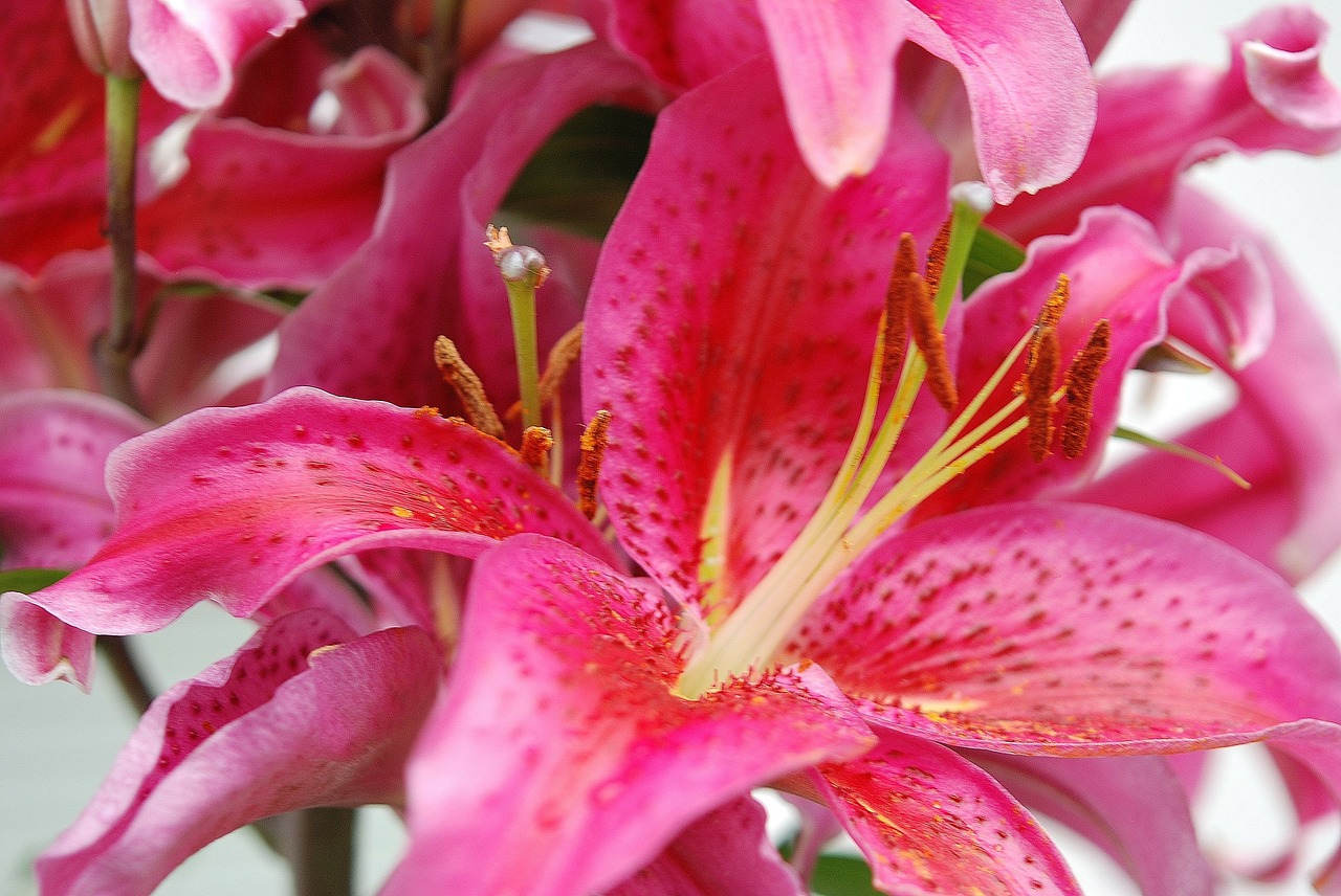lily flower pink free photo