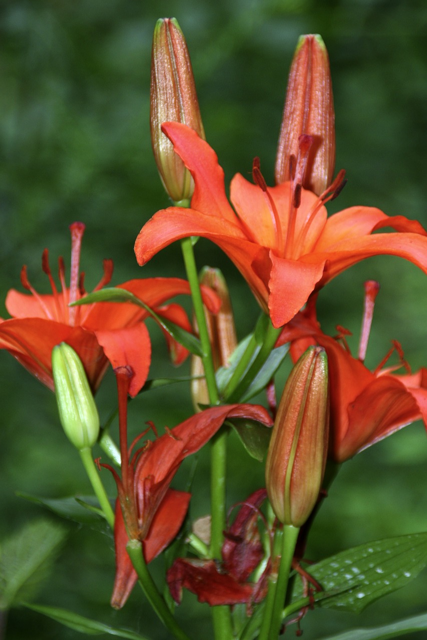 lily red blossom free photo