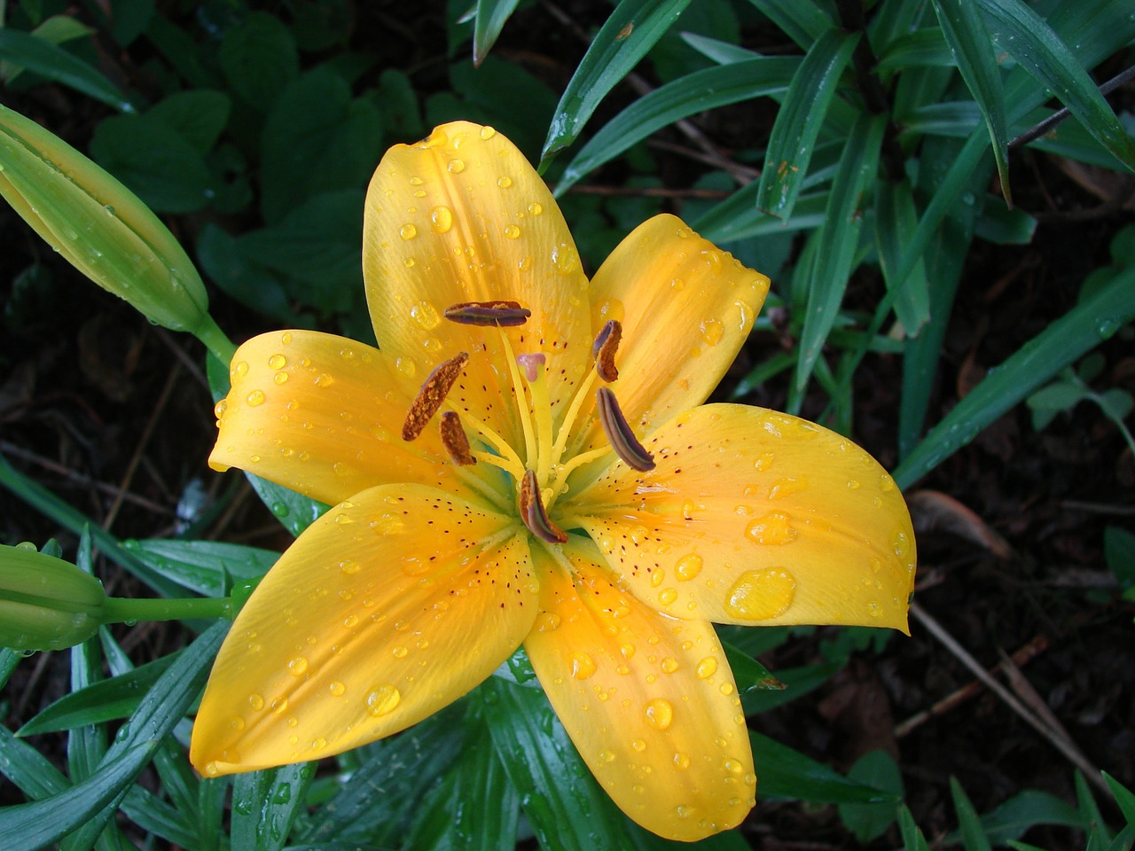 lily yellow asiatic free photo