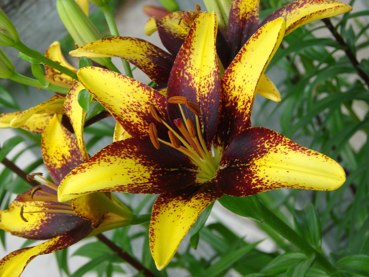 lily flower bloom free photo