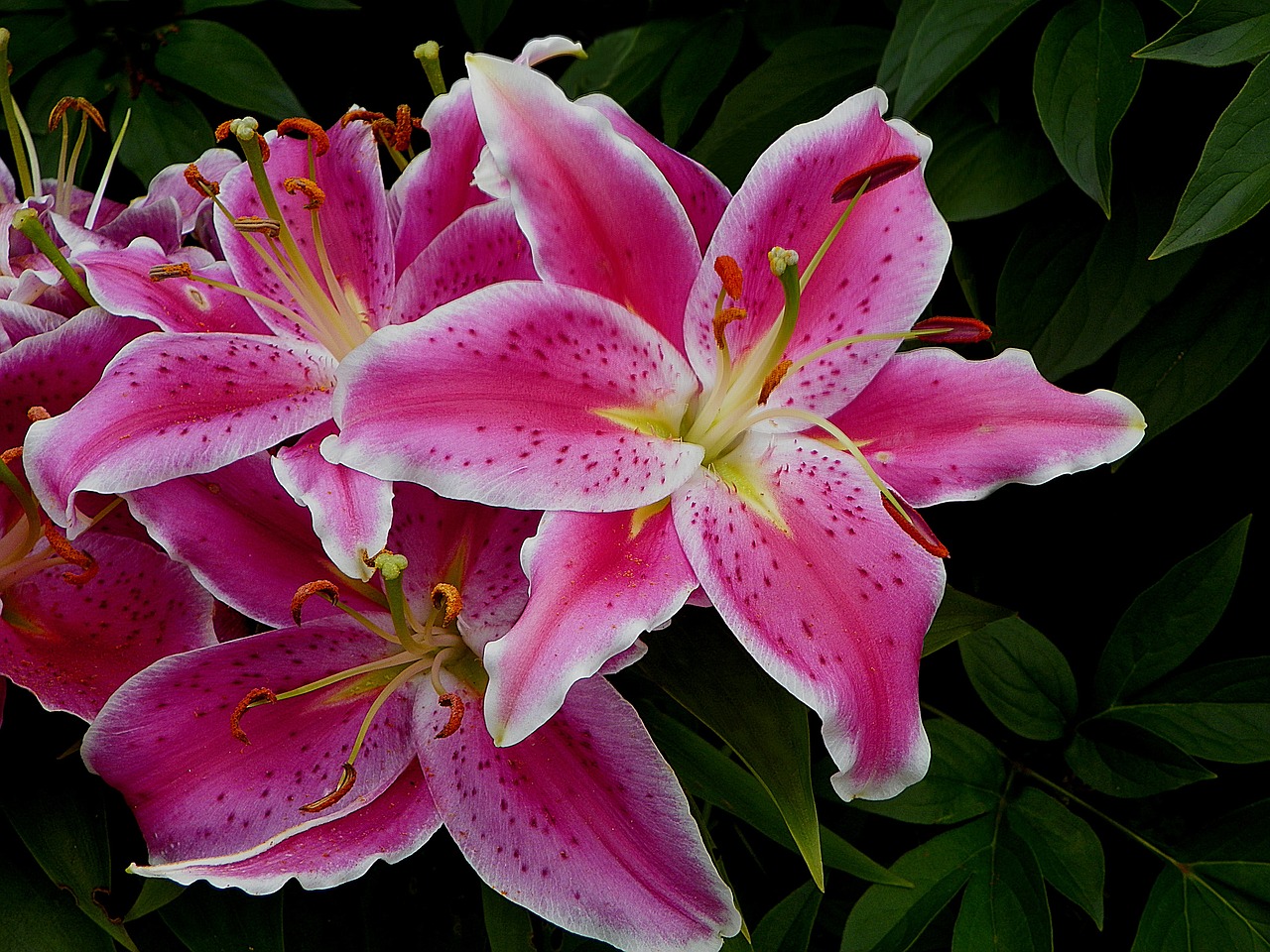 lily stargazer floral free photo