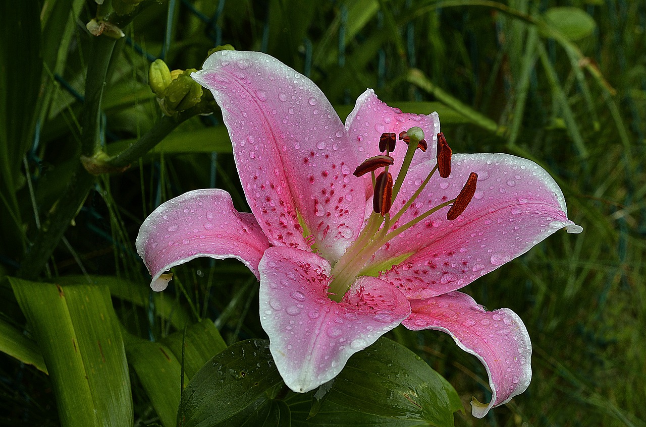 lily stargazer floral free photo