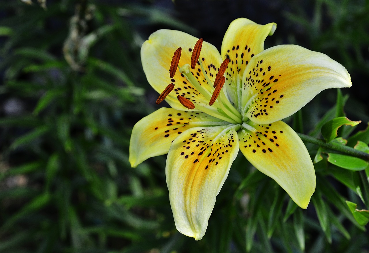 lily flower nature free photo