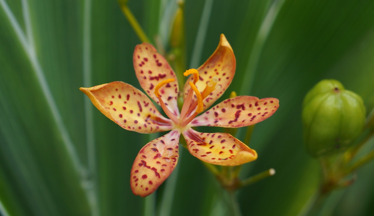 lily small flower garden free photo