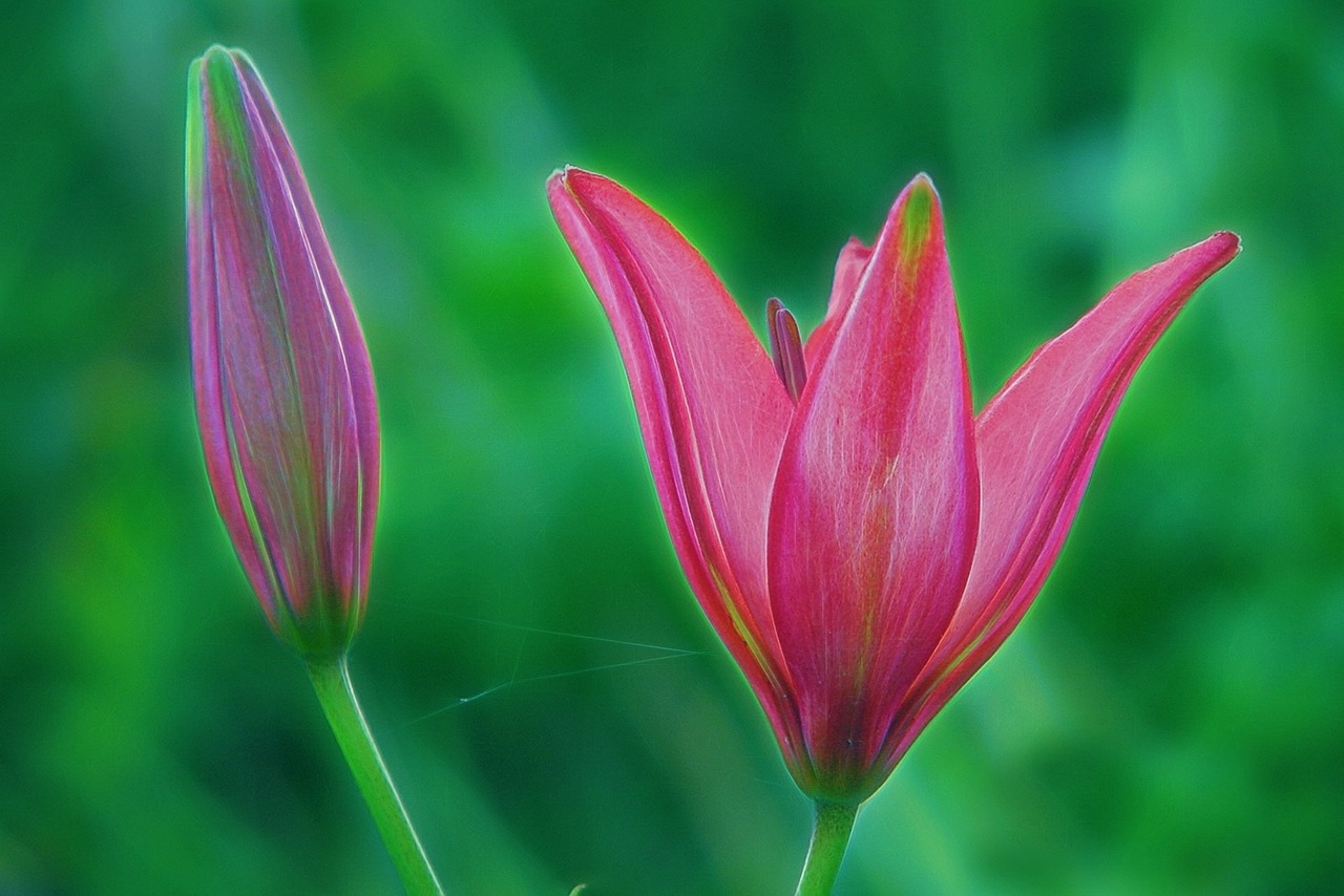 lily pink red free photo