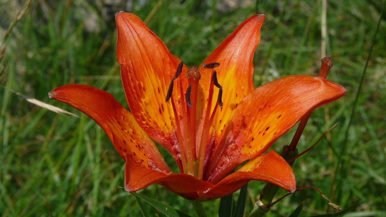 lily flower nature free photo