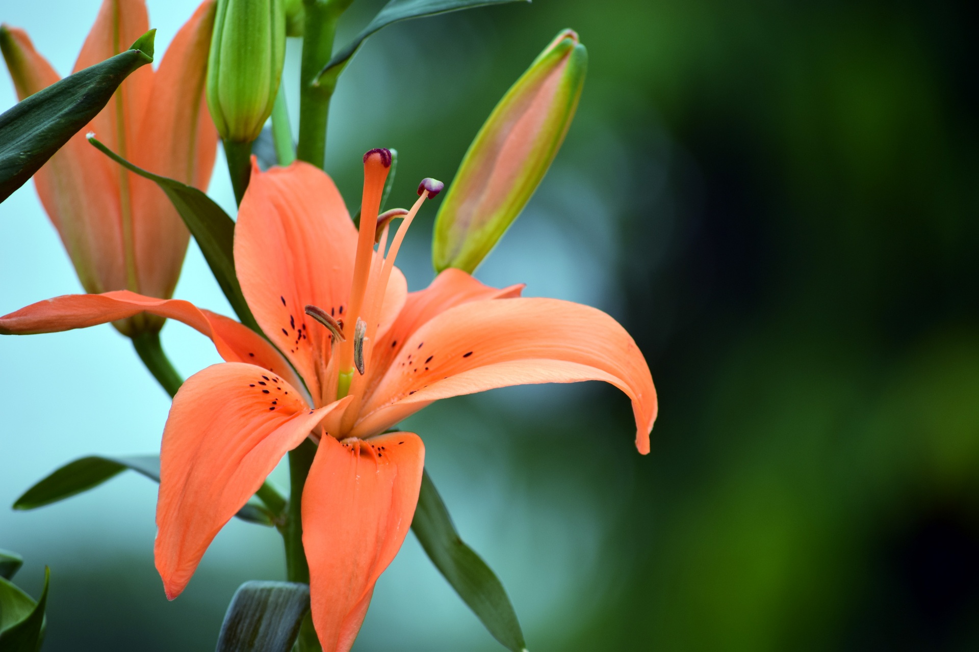 lily flower nature free photo