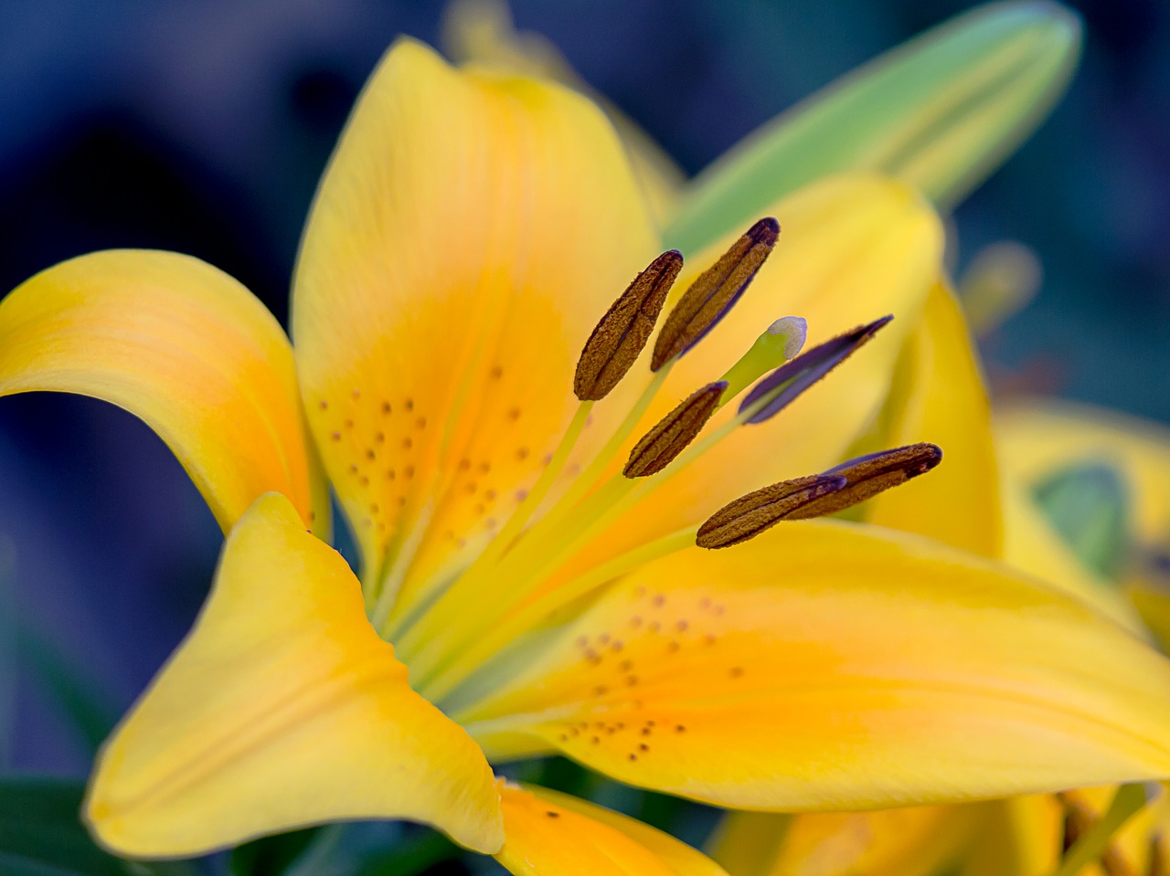 lily yellow macro free photo