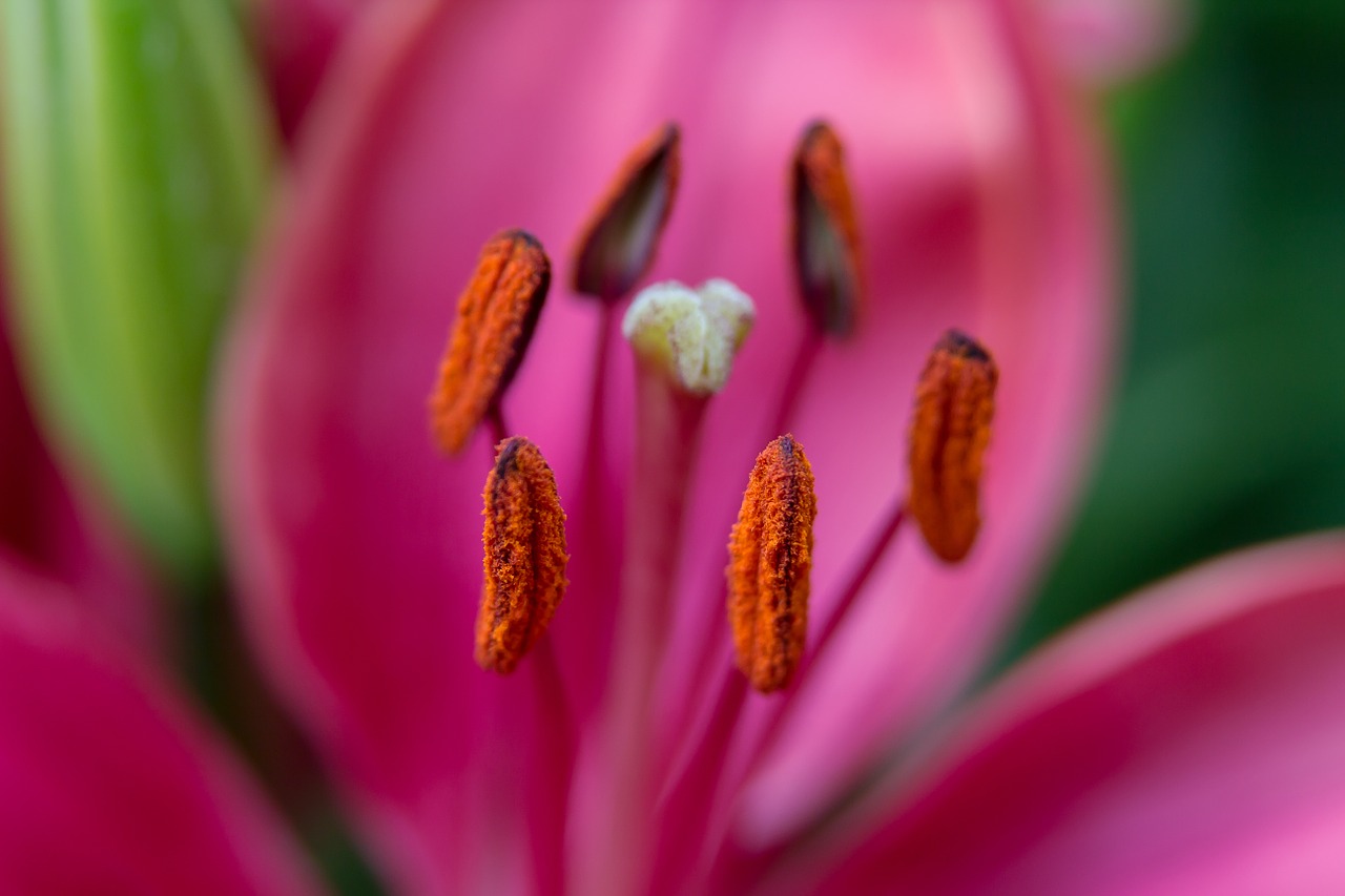 lily red stamens free photo