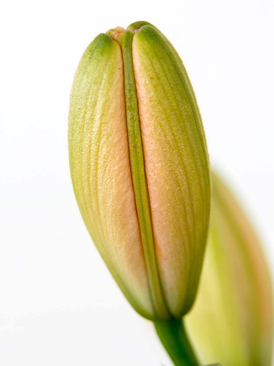 lily bud flower free photo