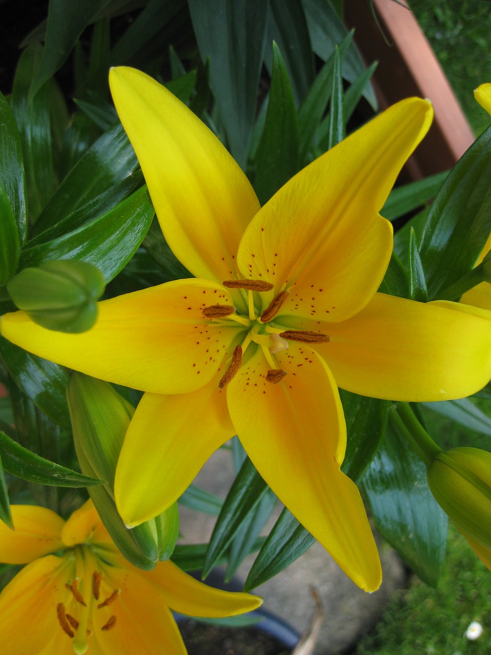 lily yellow flower free photo