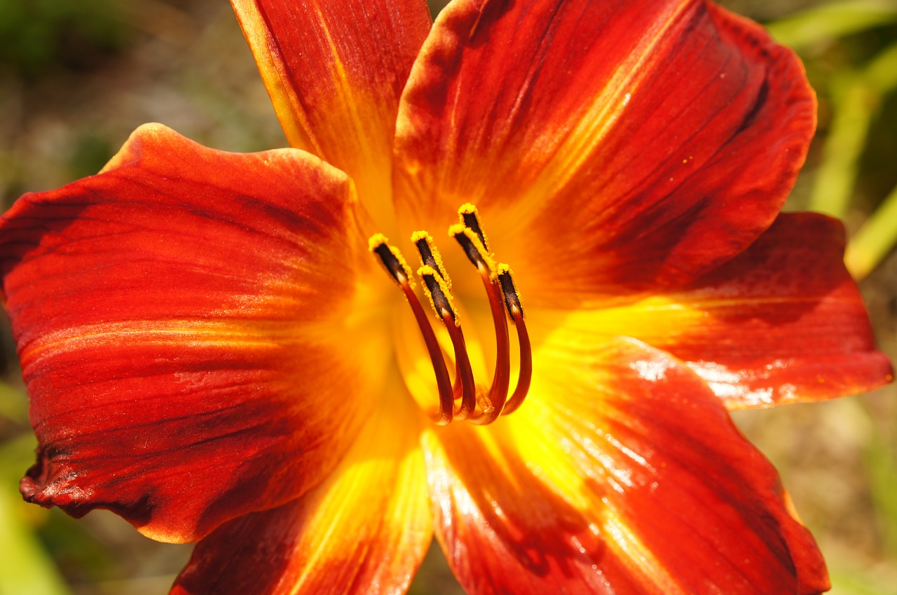 lily orange flower free photo