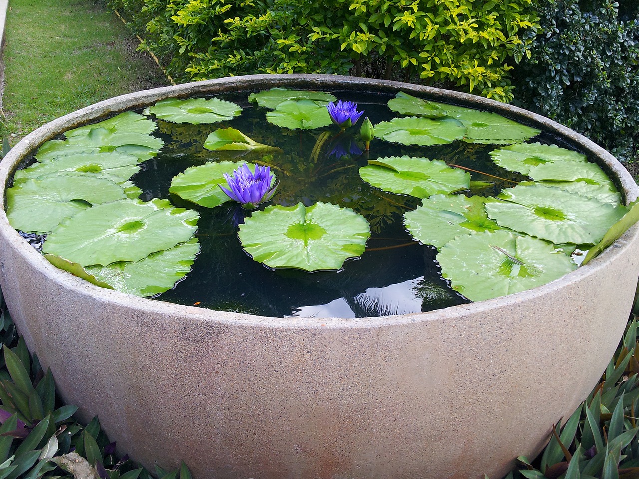 lily park vase purple free photo