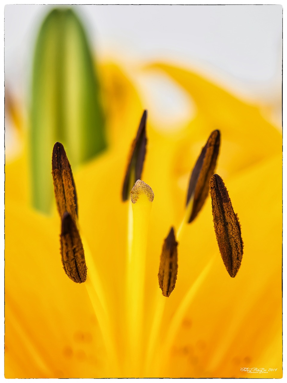 lily yellow blossom free photo