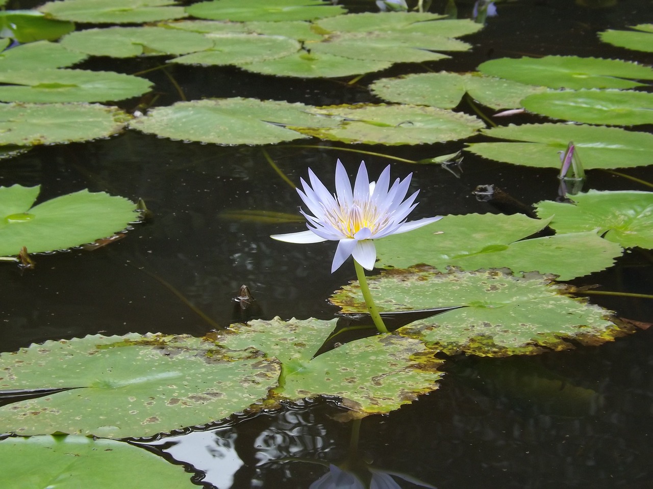 lily enlightenment buddha free photo