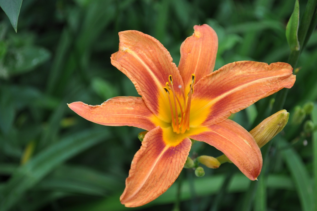 lily flower orange free photo