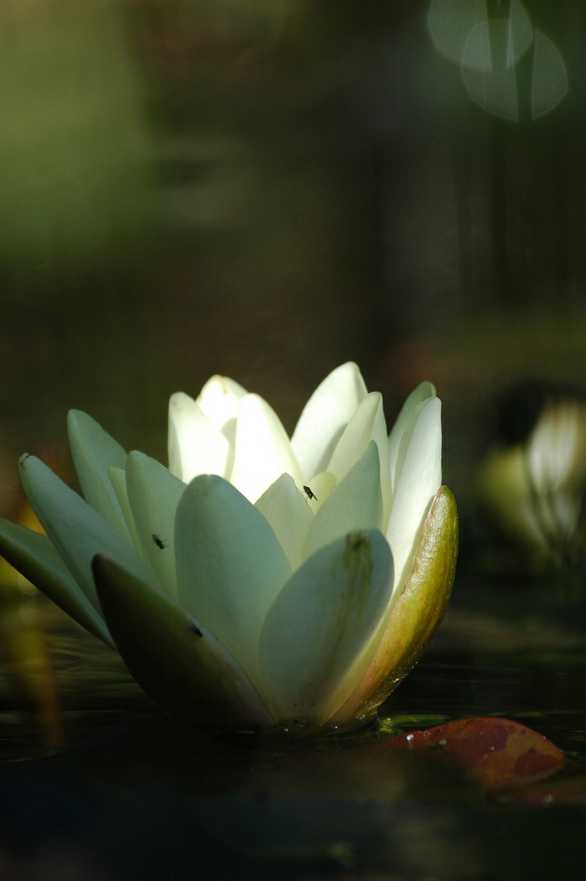 lily pond water free photo