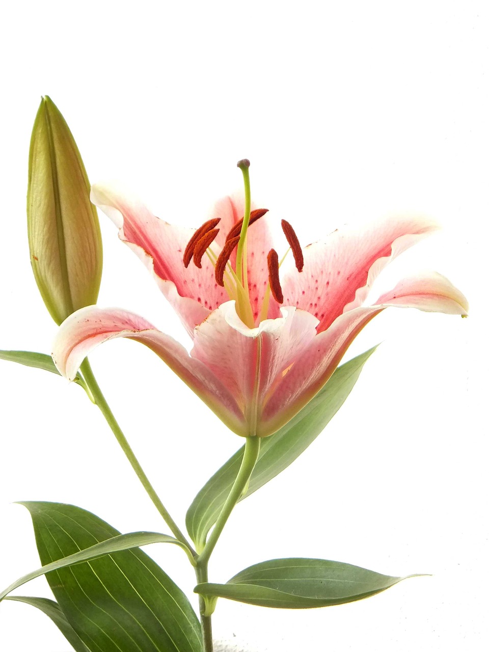 lily pink flower free photo