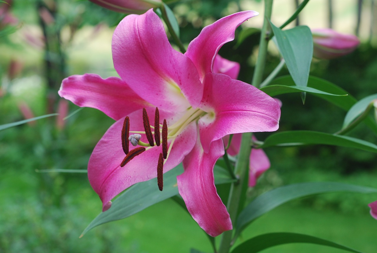 lily pink flower free photo