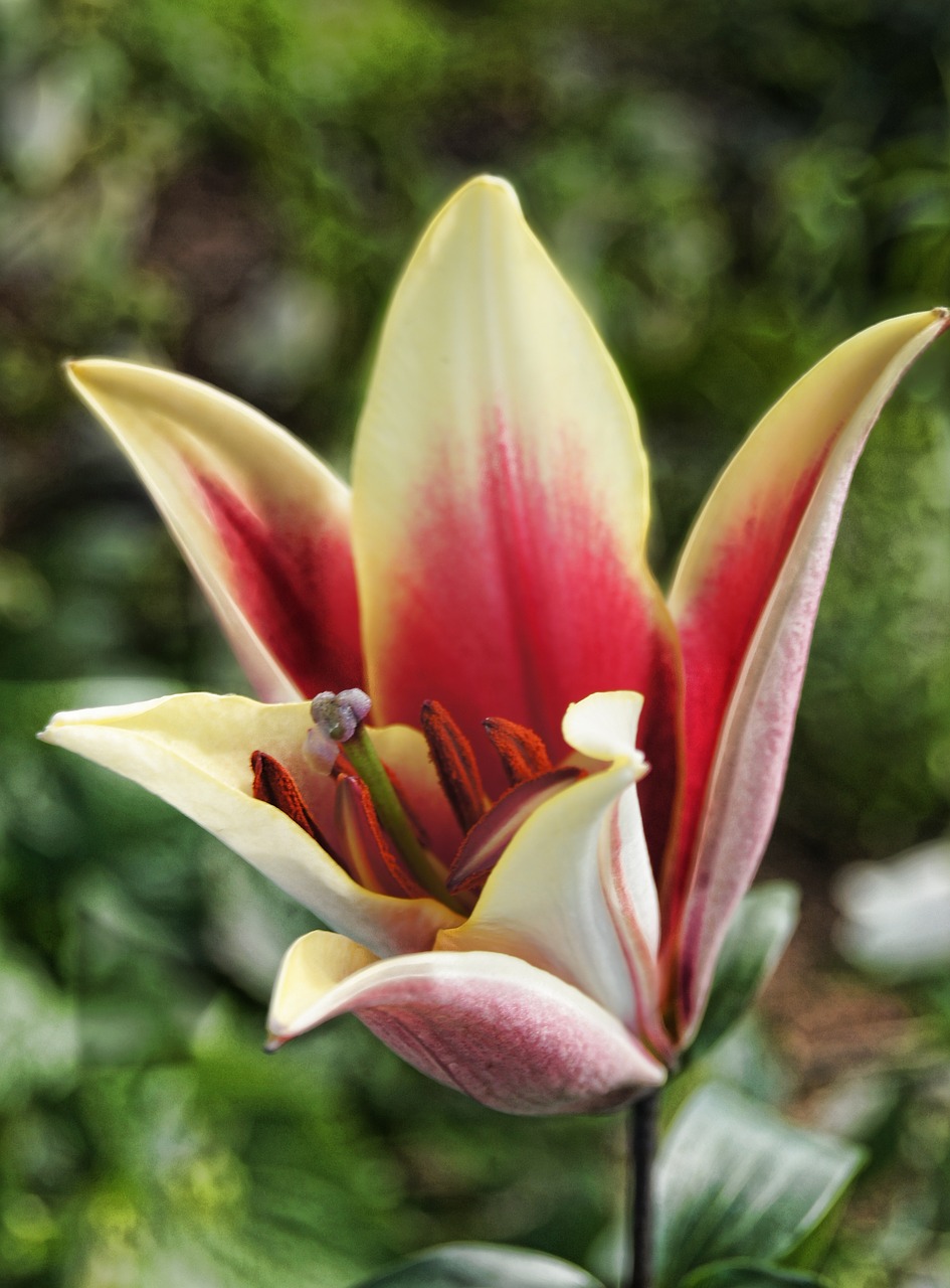 lily stem flower free photo