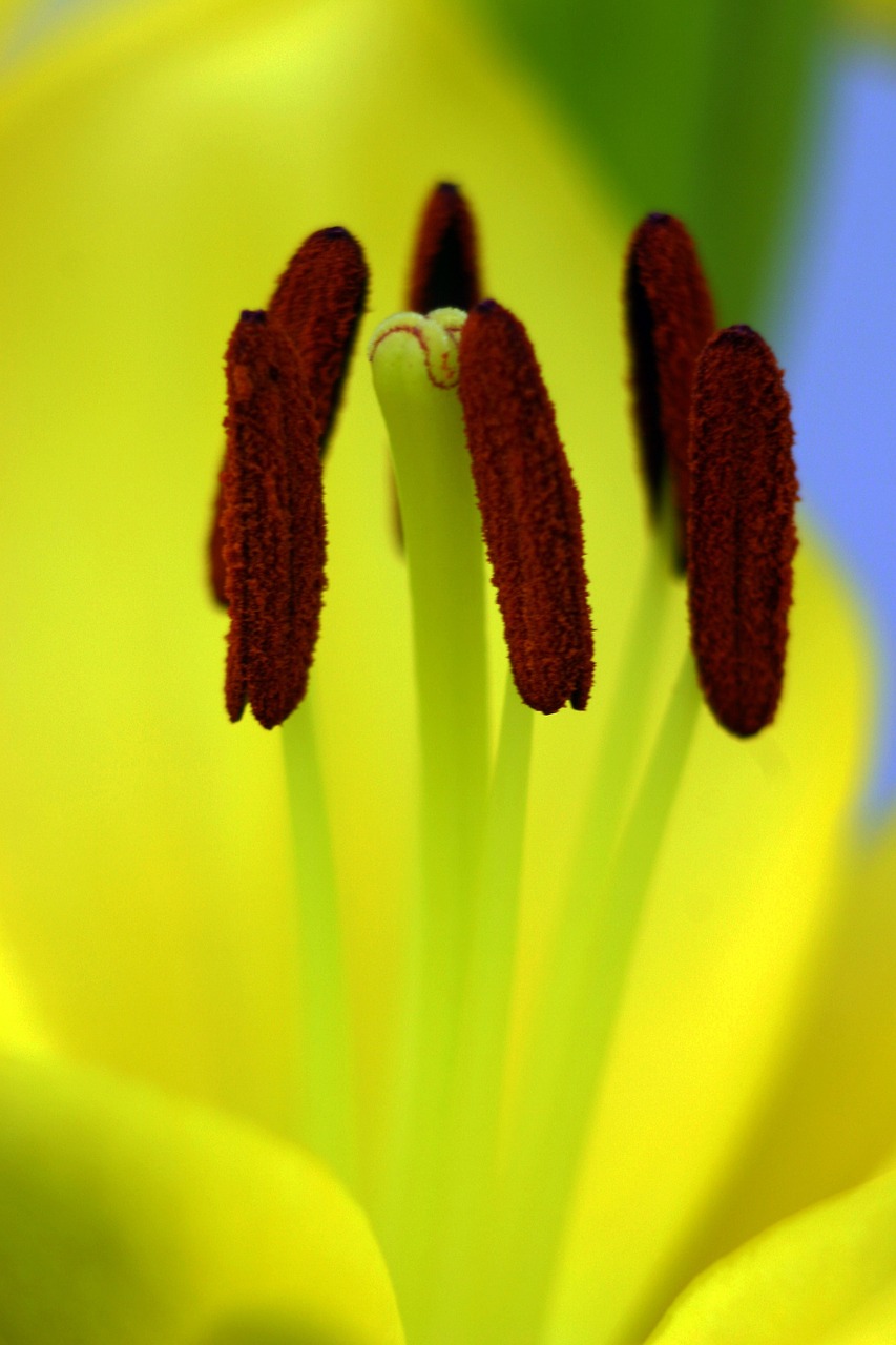 lily macro yellow free photo