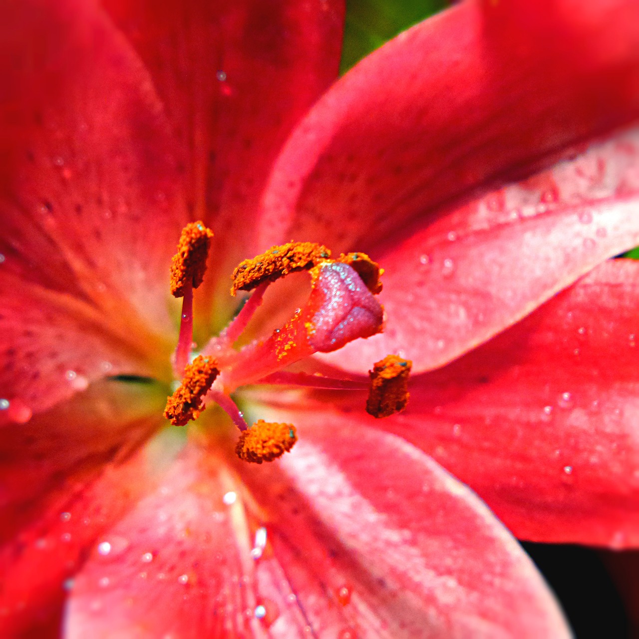 lily pink flower free photo