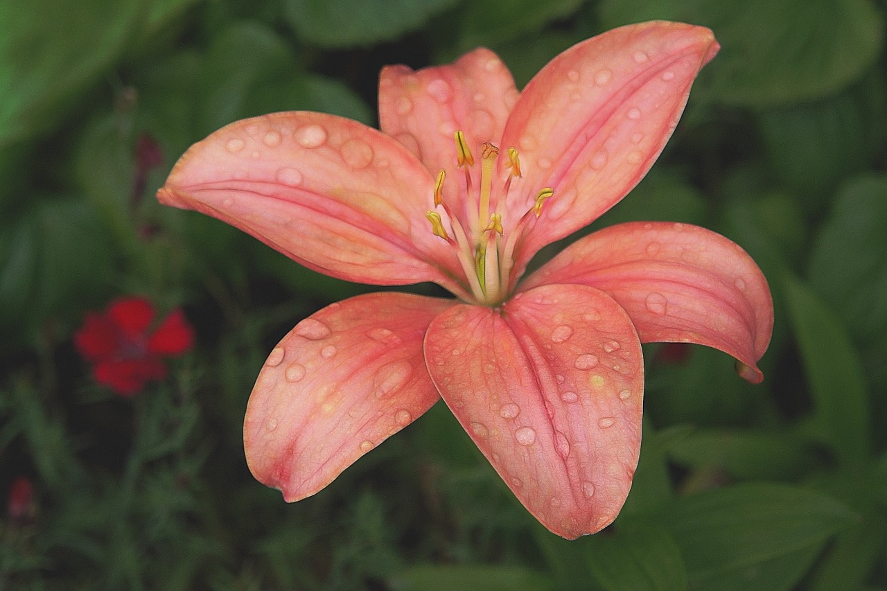 lily flower pink free photo