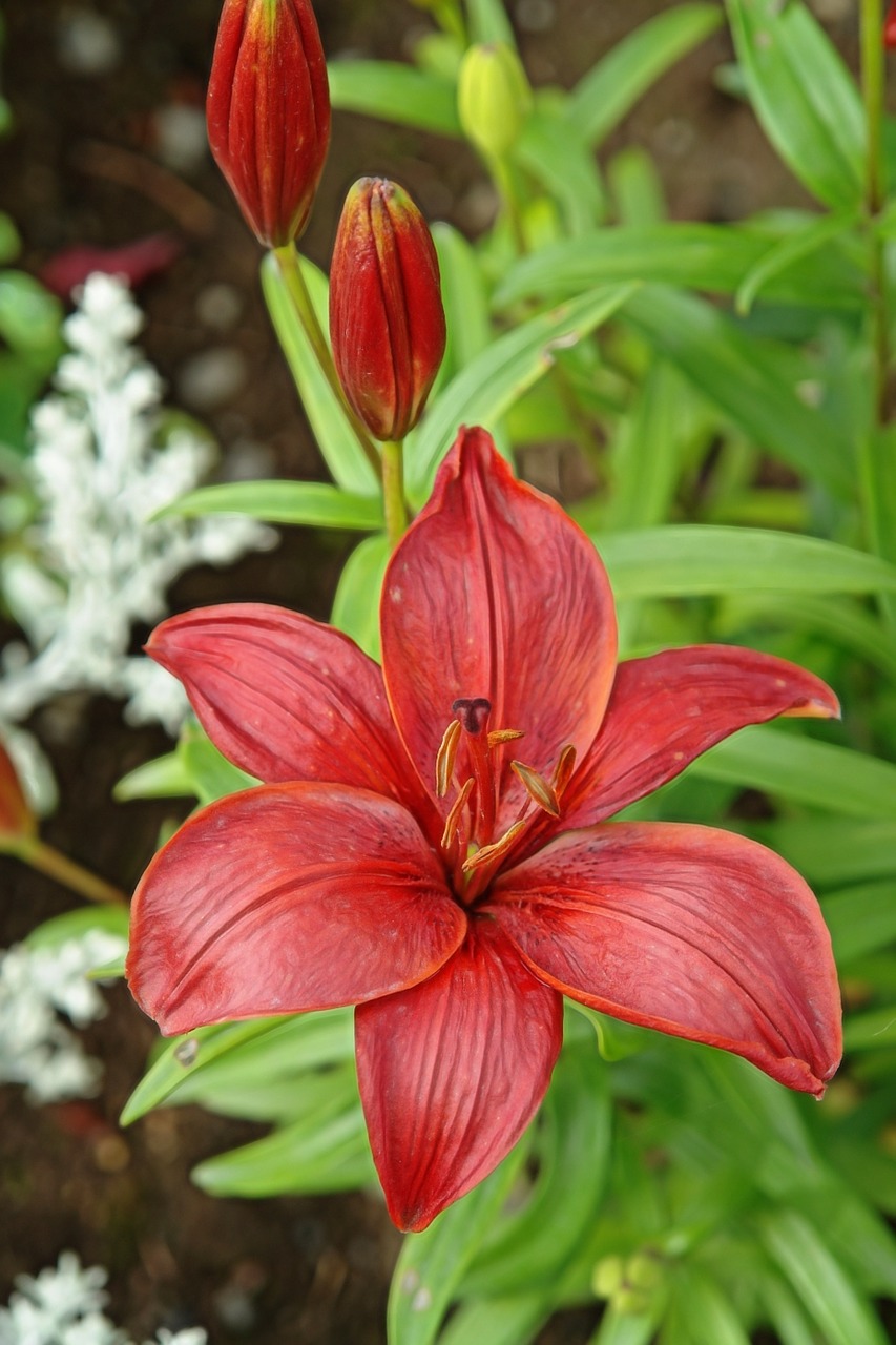 lily red flower free photo