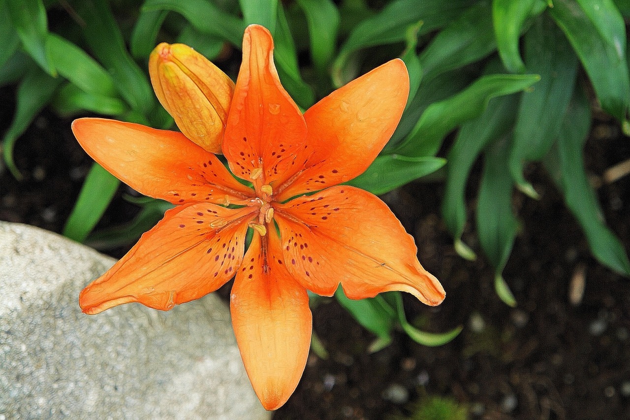 lily orange flower free photo