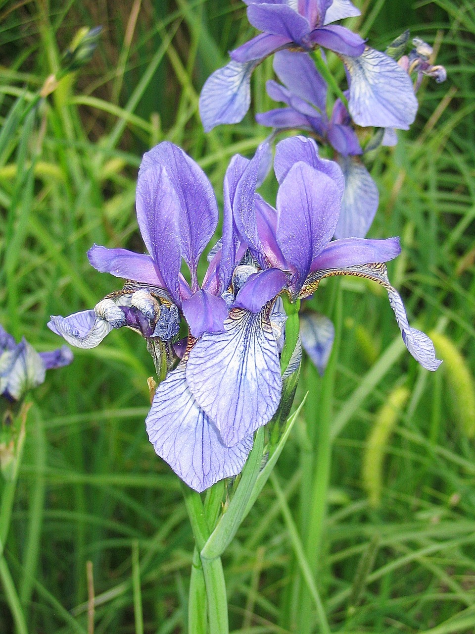 lily purple flower free photo