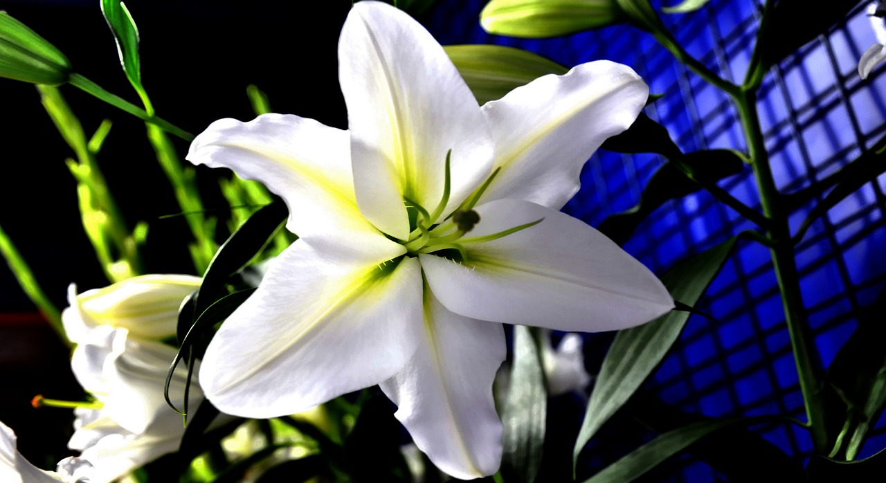 lily flower white free photo