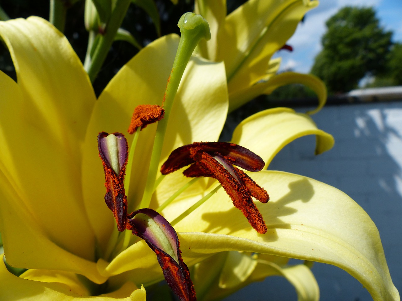 lily blossom bloom free photo