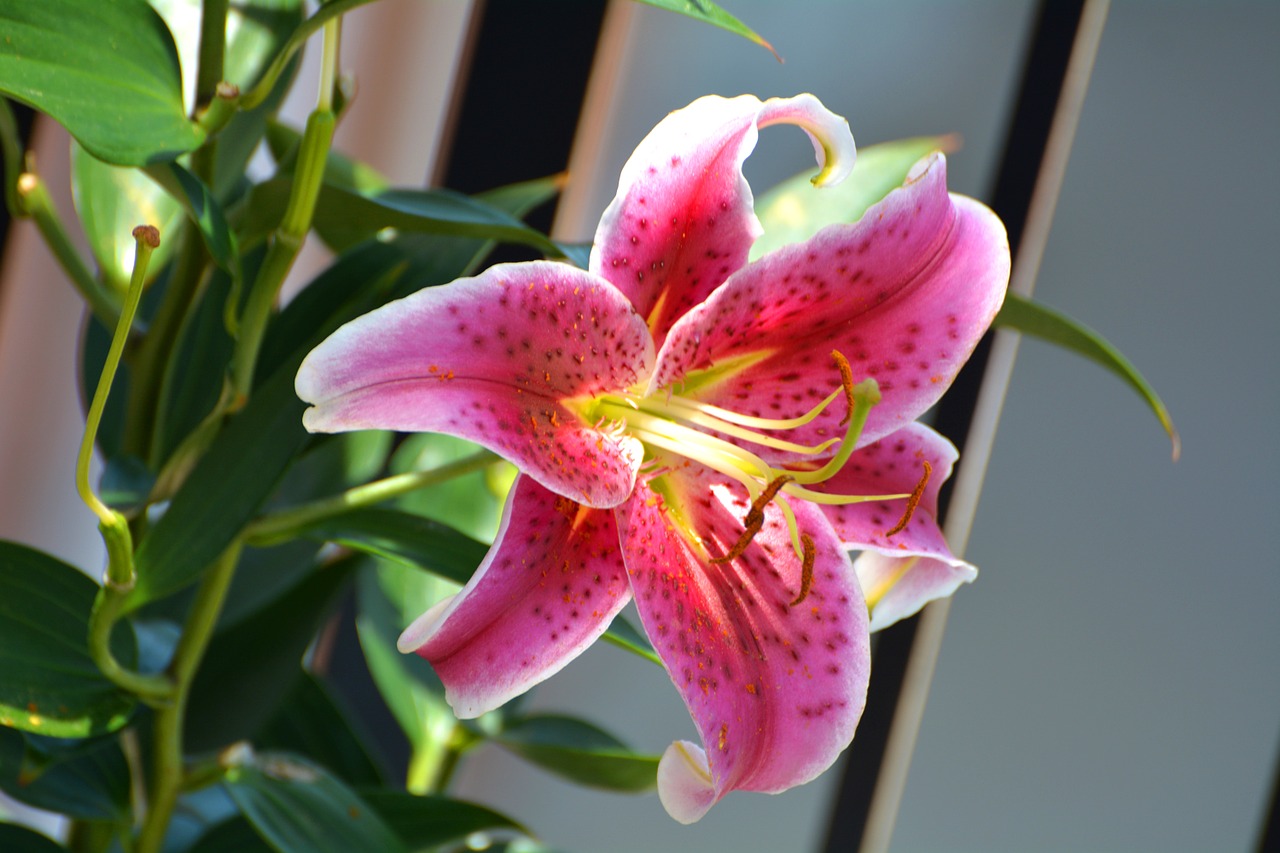 lily flower blossom free photo