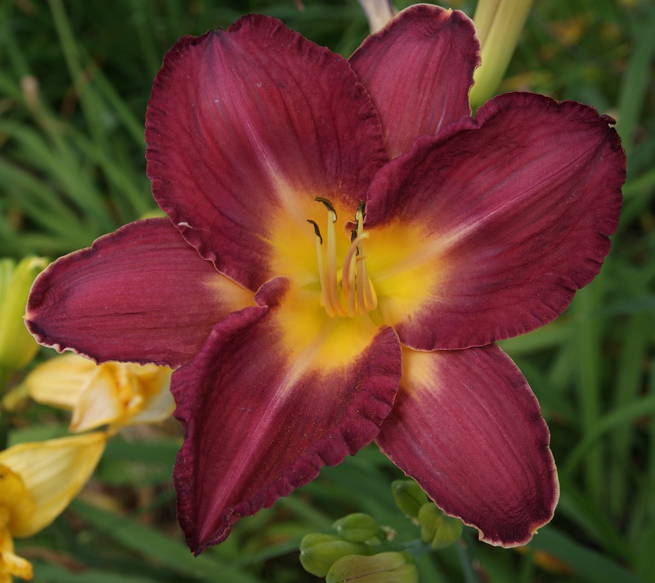 lily plant flower free photo