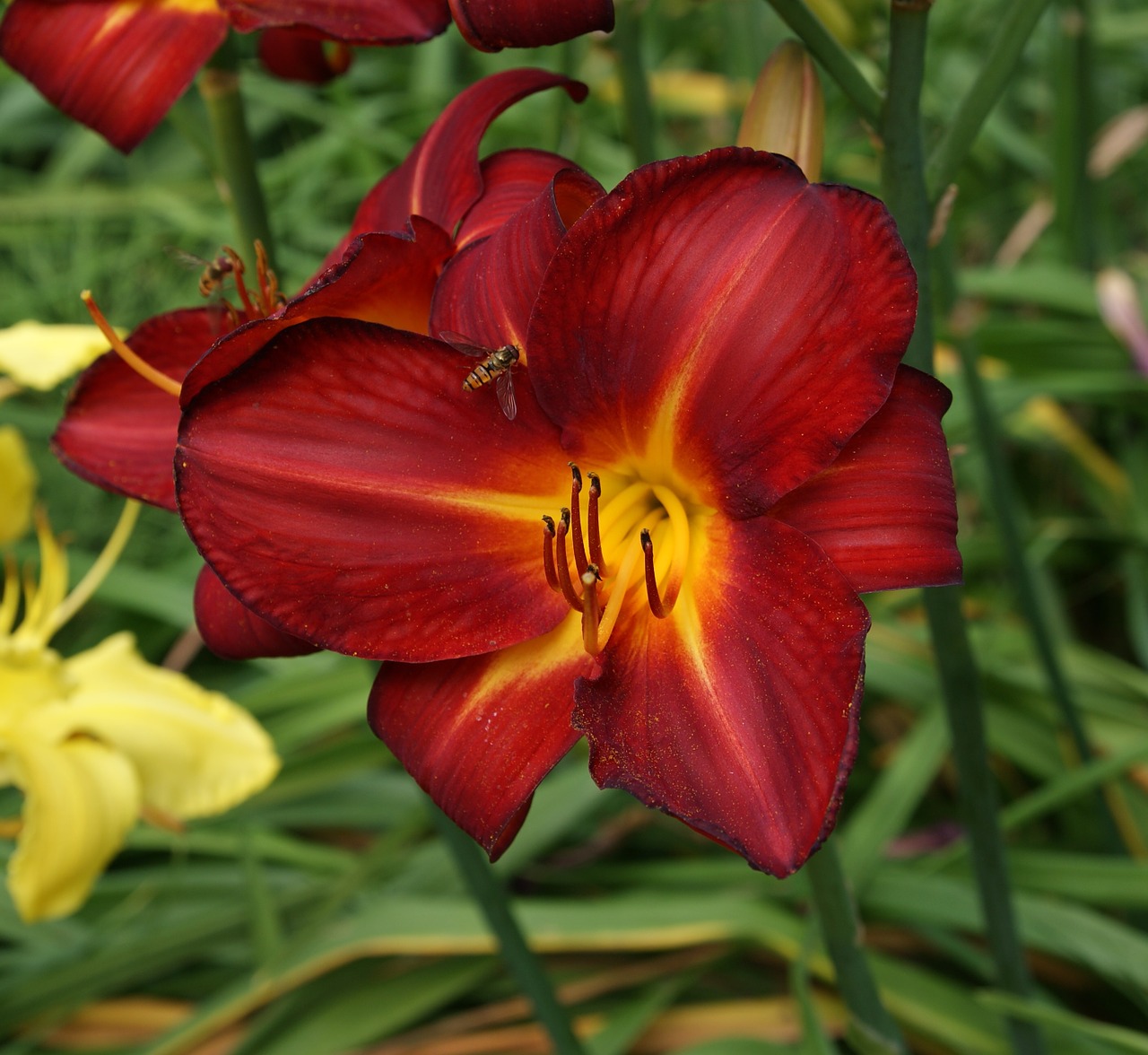 lily garden flower free photo