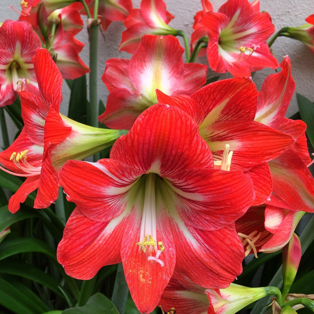 lily red flower free photo