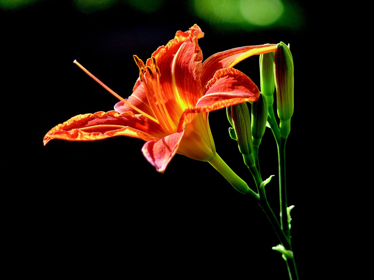 lily orange nature free photo