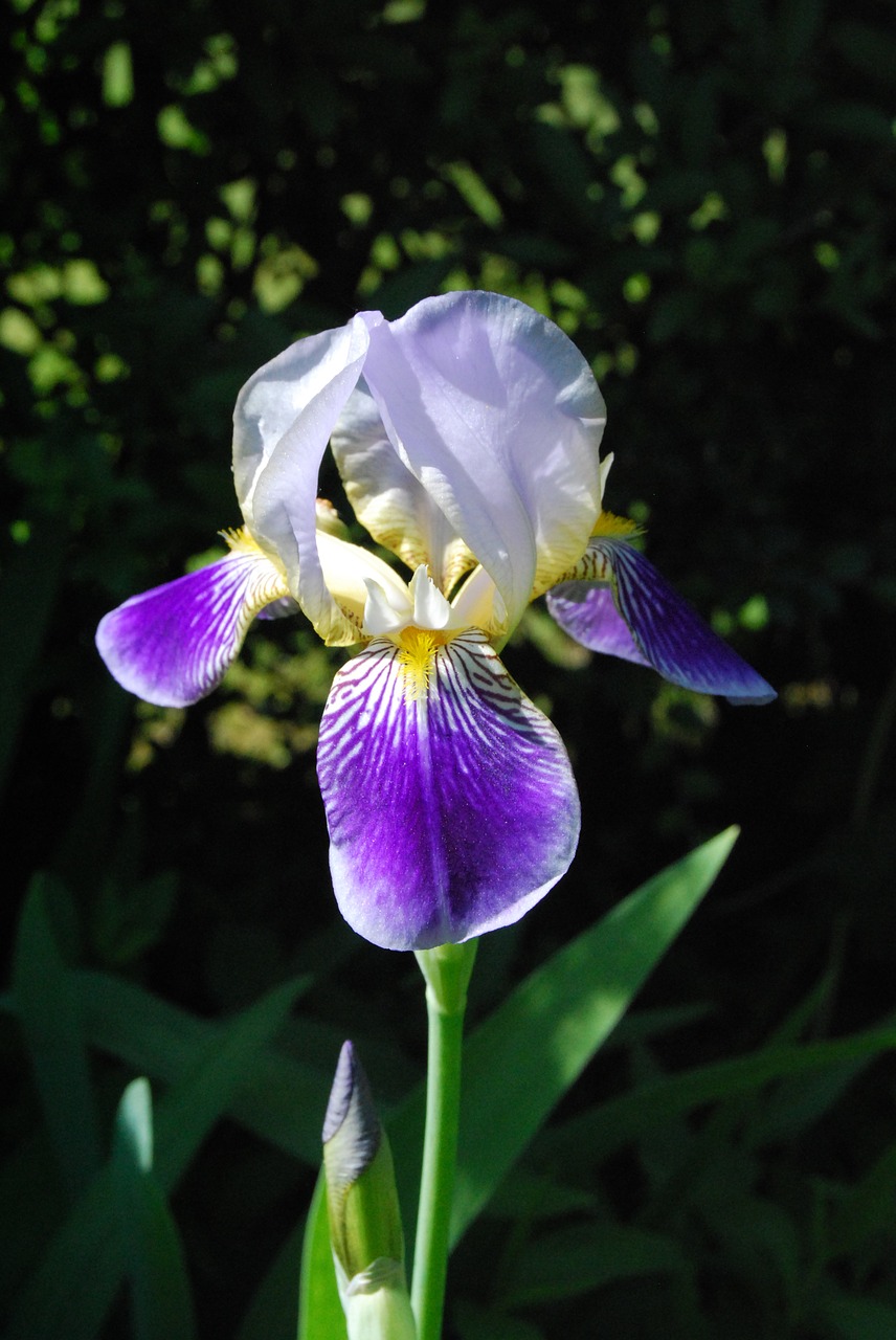 lily blossom bloom free photo