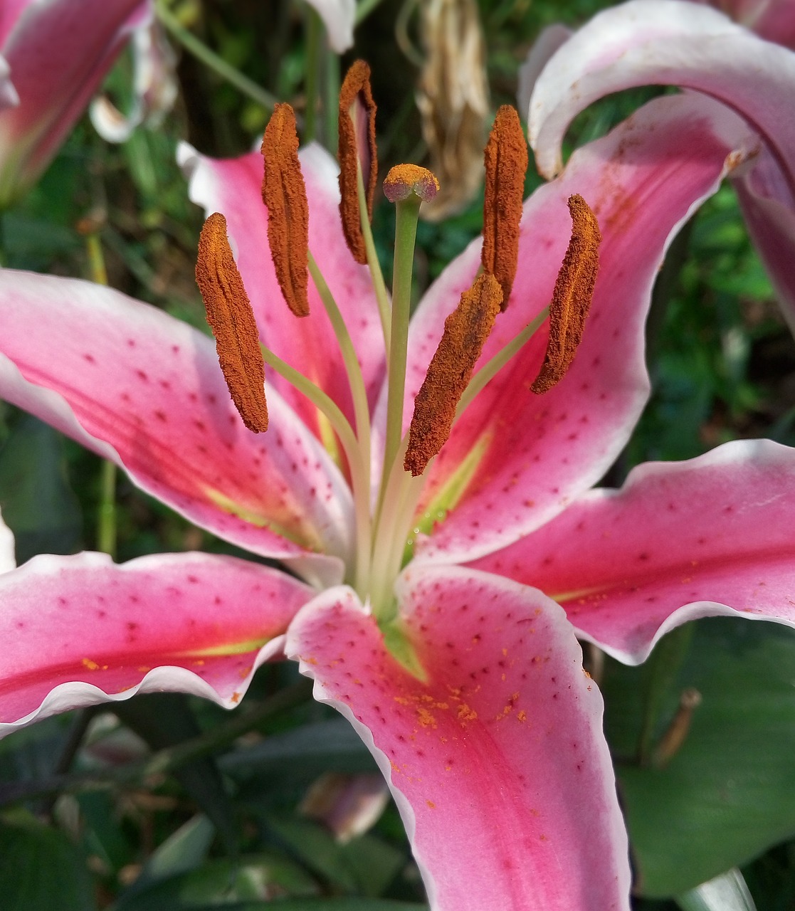 lily flower spring free photo
