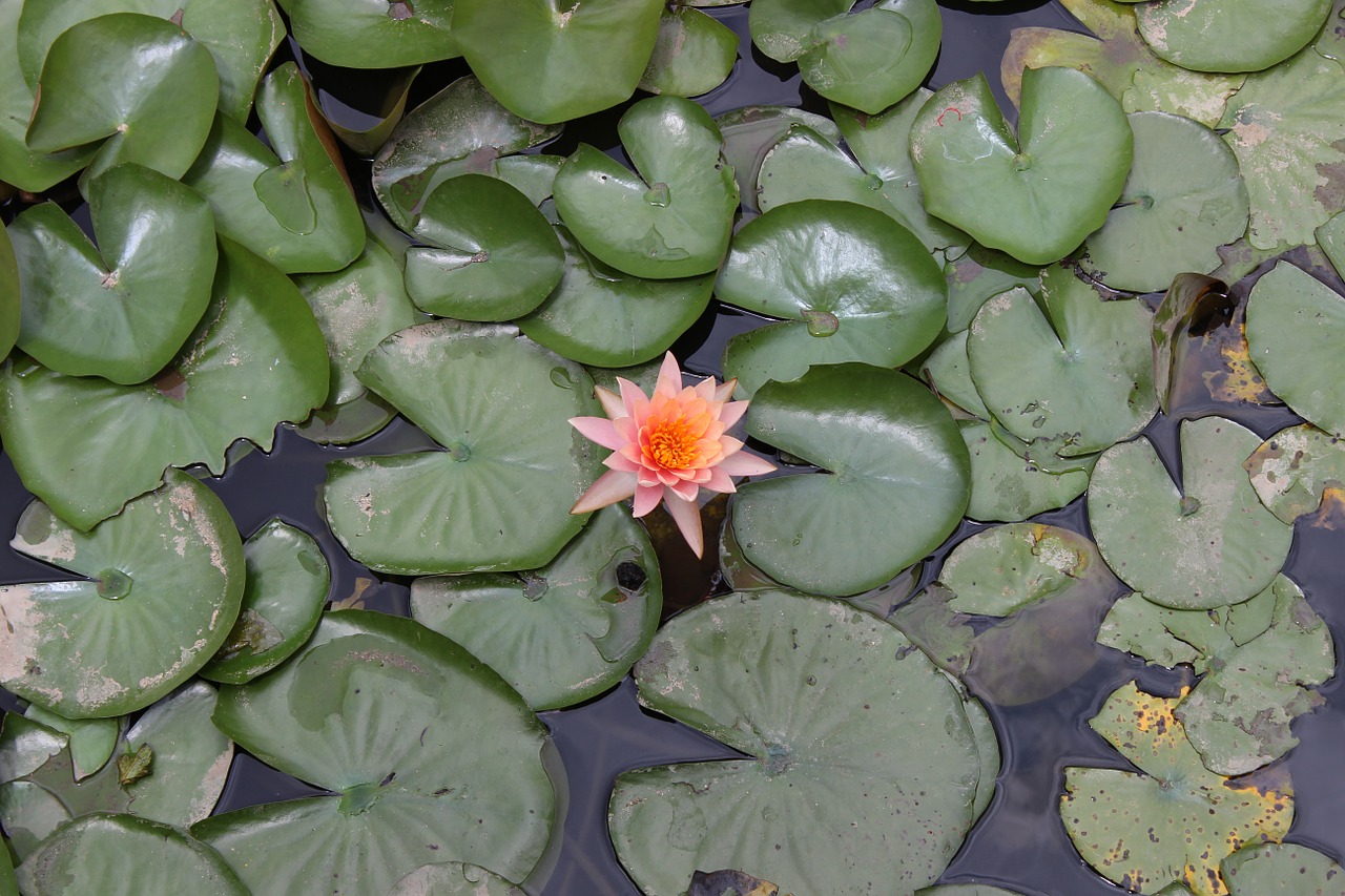 lily water flower free photo